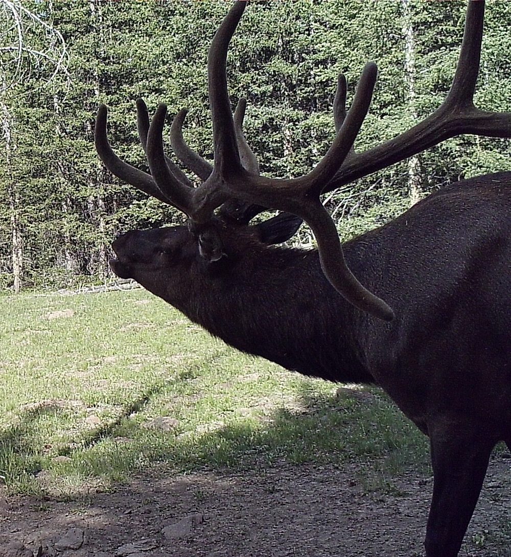 Bull elk captured on a trail camera